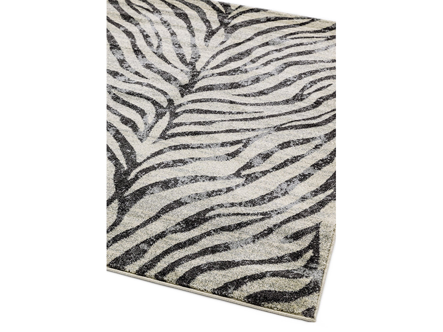 nova-27-zebra_1 nova-27-zebra_1