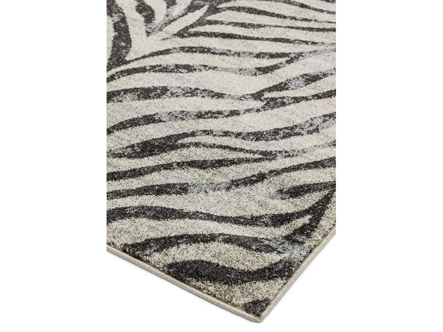 nova-27-zebra_2 nova-27-zebra_2