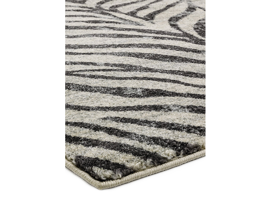 nova-27-zebra_4 nova-27-zebra_4